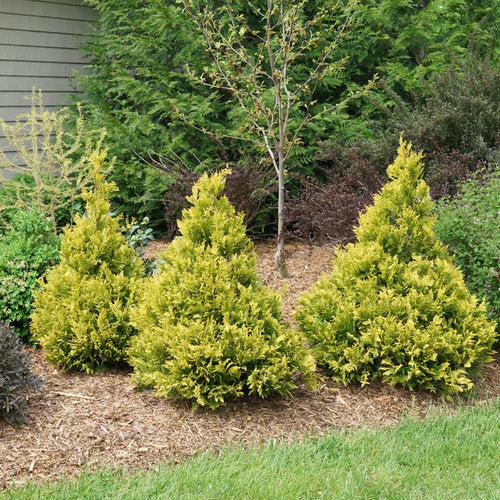 False Cypress, Soft Serve® Gold False Cypress