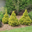 False Cypress, Soft Serve® Gold False Cypress
