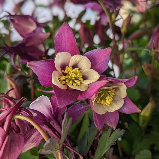 Columbine, Earlybird™ Purple White Columbine