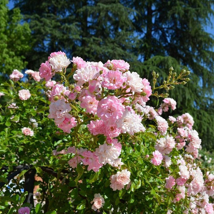 Rosa 'The Fairy'  - The Fairy Rose