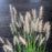 Grass, Hameln Fountain Grass