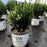 Buxus microphylla 'Bulthouse'  - Sprinter® Boxwood