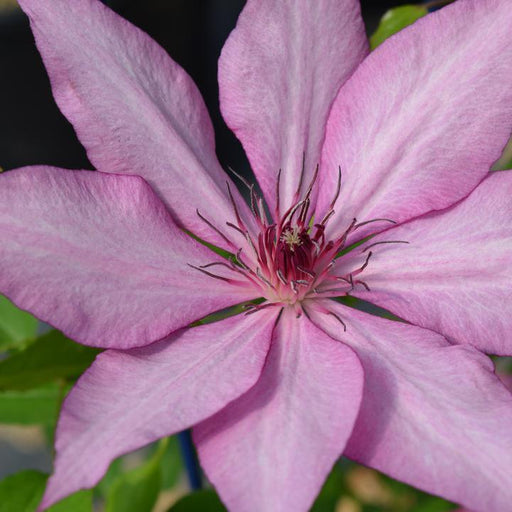 Clematis 'Evipo051'  - Giselle™ Clematis