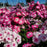 Phlox, Volcano Melody Phlox