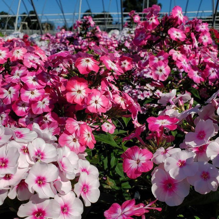 Phlox, Volcano Melody Phlox