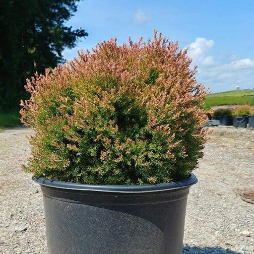 Thuja occidentalis 'Congabe' PP19,009  - Fire Chief™ Globe Arborvitae