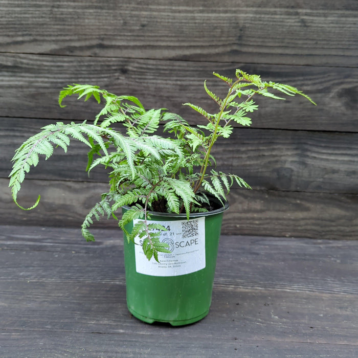Fern, Japanese Painted Fern