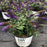 Buddleia davidii 'SMNBDBT' PP#28,794  - Pugster Blue® Dwarf Butterfly Bush