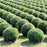 Boxwood, Baby Gem Boxwood