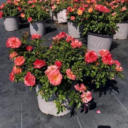 Rosa ‘Meiggili' PP18,542  - Peach Drift® Rose