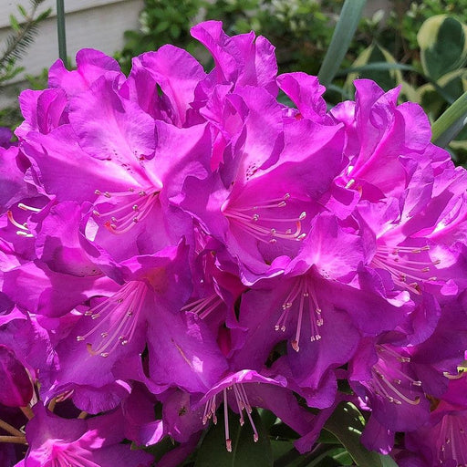 Rhododendron, Purple Passion Rhododendron