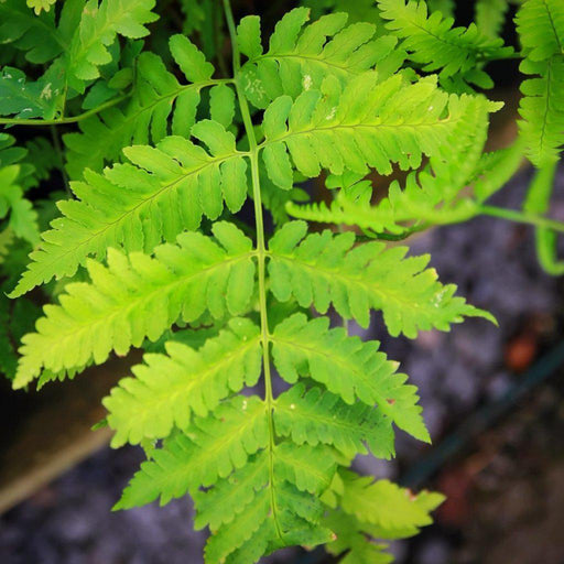 Fern, Goldie’s Shield Fern, Giant Wood Fern