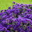 Aster, Grape Crush New England Aster