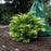 Chamaecyparis obtusa 'Crippsii'  - Golden Hinoki False Cypress