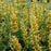 Hyssop, Kudos™ Yellow Hummingbird Mint