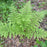 Fern, Hayscented Fern