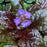 **CAN BE INVASIVE - DON'T ADD** Black Scallop Bugle Weed (Ajuga)