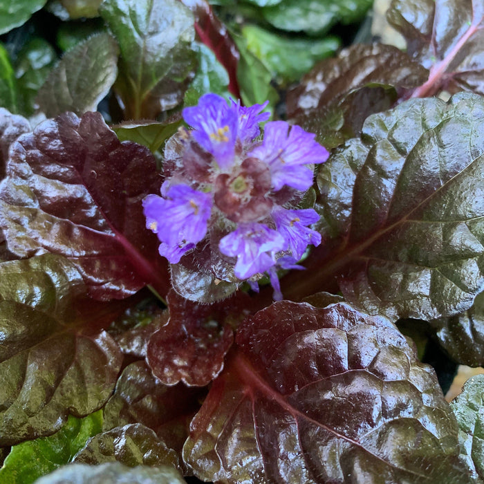 **CAN BE INVASIVE - DON'T ADD** Black Scallop Bugle Weed (Ajuga)