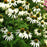 Echinacea purpurea 'White Swan'  - White Swan Echinacea, Coneflower