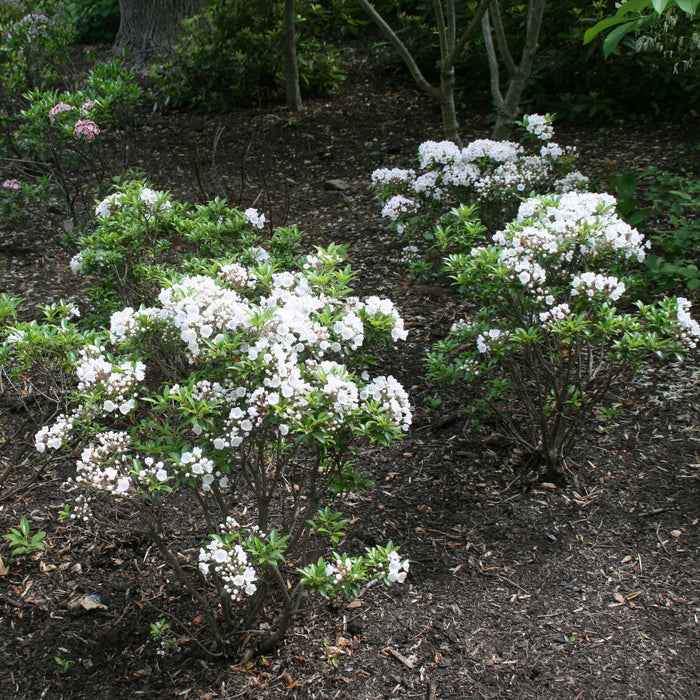 Kalmia latifolia 'Elf'  - Elf Mountain Laurel