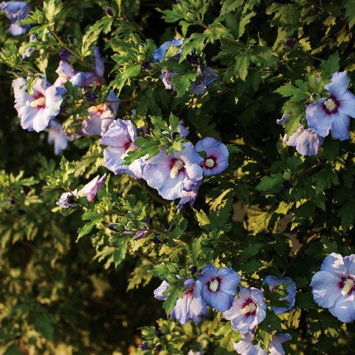 Hibiscus, Azurri Blue Satin® Rose of Sharon