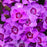 Dianthus, EverLast™ Violet Blue Dianthus