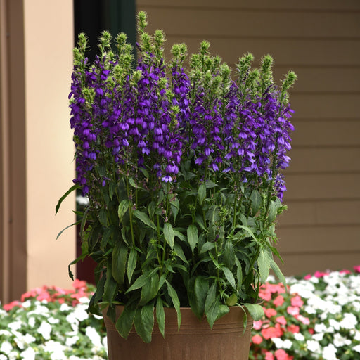 Cardinal Flower, Starship™ Blue Cardinal Flower