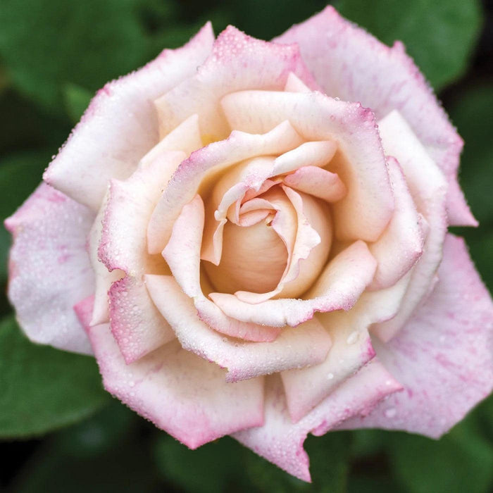 Rosa 'Meivanae'  - Pinkerbelle™ Rose
