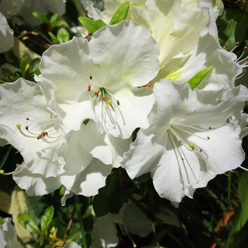 Azalea, Pleasant White Azalea