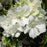 Azalea, Pleasant White Azalea