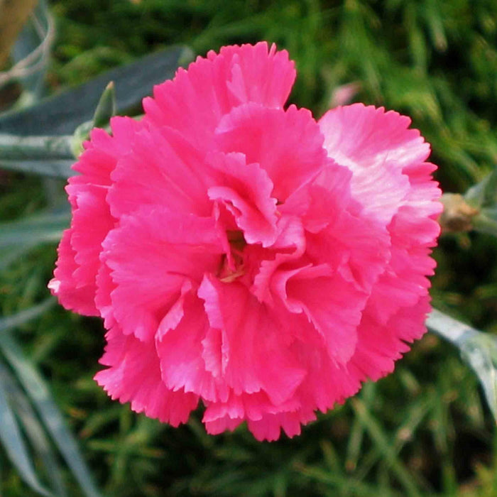 Dianthus, Pretty Poppers™ Double Bubble Dianthus