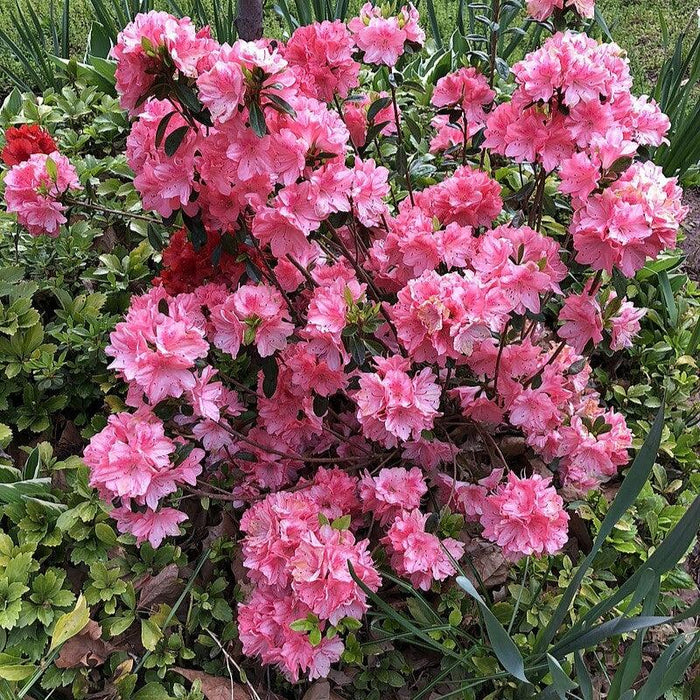 Azalea, Blaauw's Pink Azalea