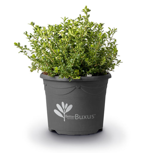 Buxus 'HER2009B01'’ PP32,274  - BetterBoxwood® Renaissance™ Boxwood