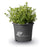 Boxwood, BetterBoxwood® Renaissance™ Boxwood