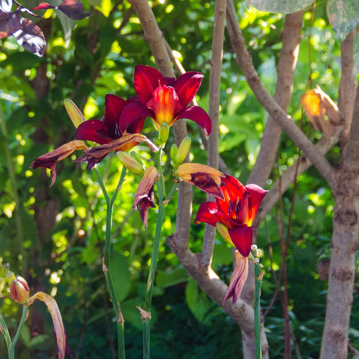 Hemerocallis 'Chicago Apache'  - Chicago Apache Daylily