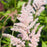 Astilbe, Peach Blossom Japanese Astilbe