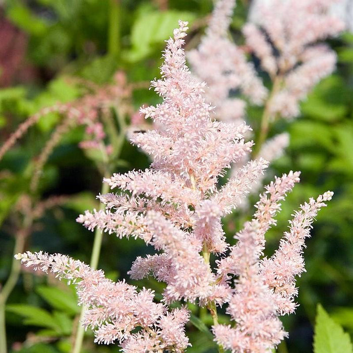 Astilbe, Peach Blossom Japanese Astilbe