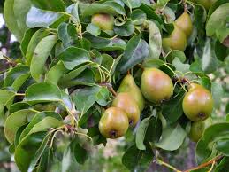 Pear, 4-in-1 Combo Round Fruiting Pear, 7 gal (5-6 ft)