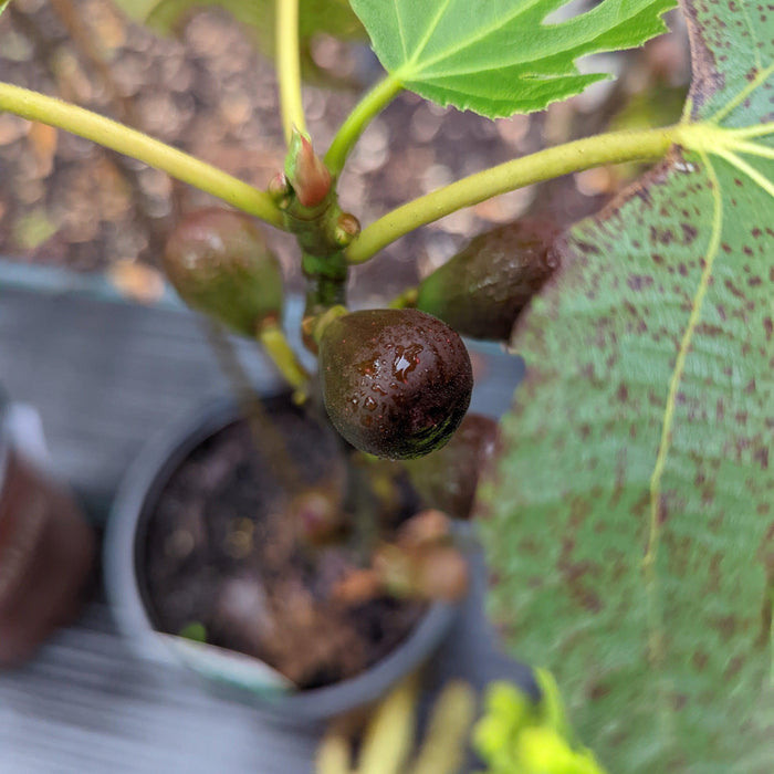 Ficus carica 'Majoam'  - 'Little Miss Figgy' Fig