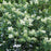 Ligustrum ovalifolium  - California Privet