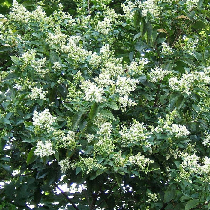 Ligustrum ovalifolium  - California Privet