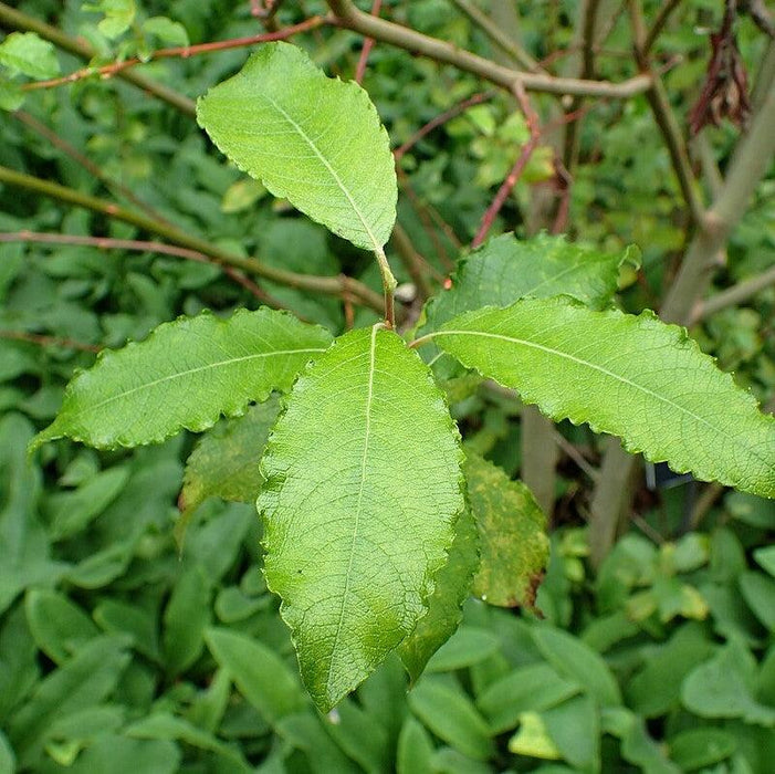 Salix discolor  - Pussy Willow