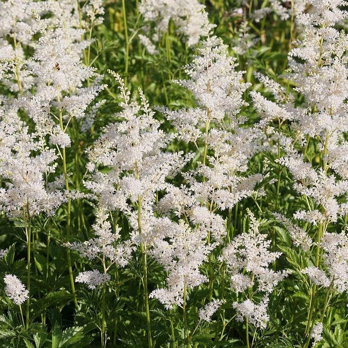 Astilbe chinensis 'Vision in White'  - Vision in White Chinese Astilbe