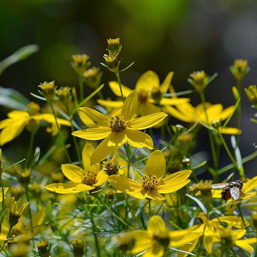 Tickseed, Threadleaf Coreopsis — Mackey's