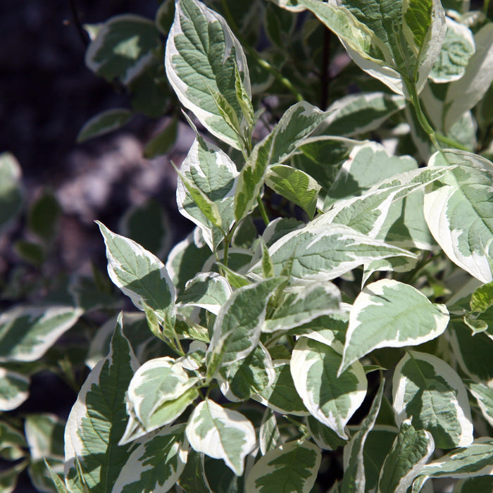 Cornus alba 'Bailhalo'  - Ivory Halo® Red Twig Dogwood