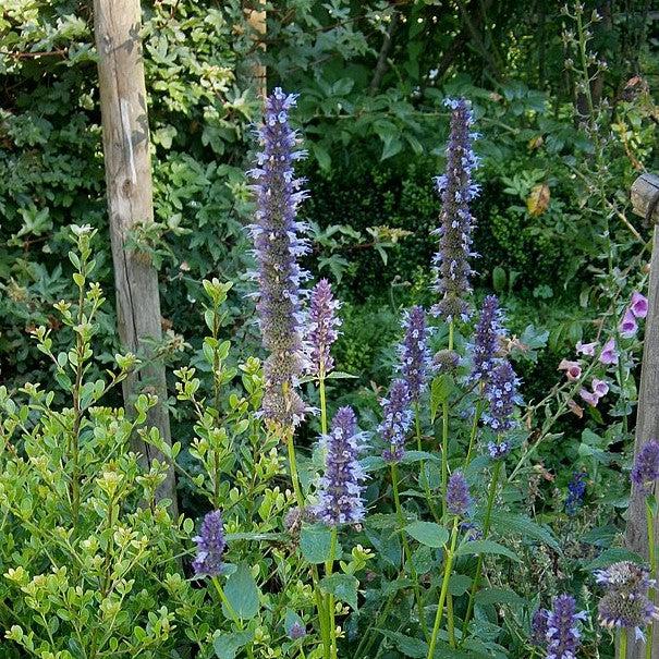 Hyssop, Anise Purple Hyssop