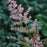 Astilbe, Hennie Graafland Star Astilbe