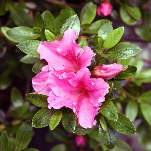 Azalea, Gumpo Pink Azalea
