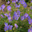 Geranium 'Johnson's Blue'  - Johnson's Blue Cranesbill