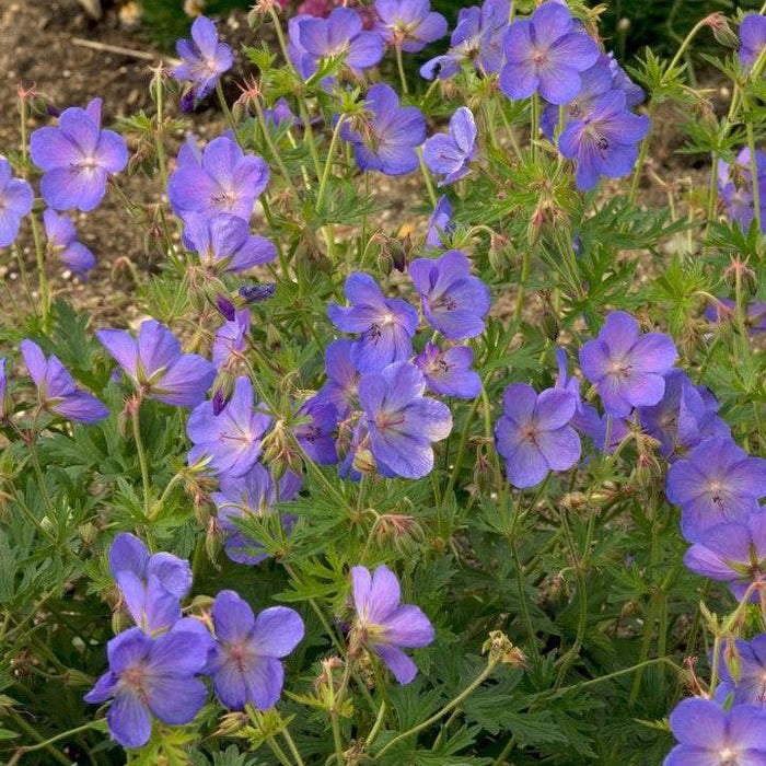 Geranium 'Johnson's Blue'  - Johnson's Blue Cranesbill
